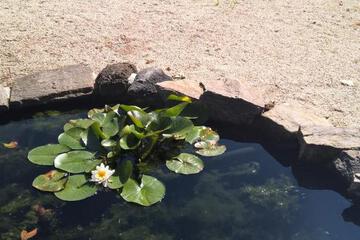 Photo 37