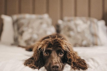 Pet-friendly