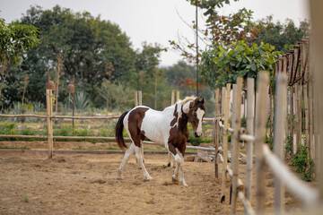 Horseback riding