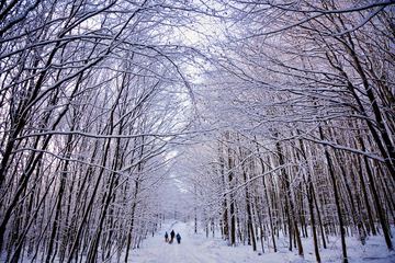 Sledding
