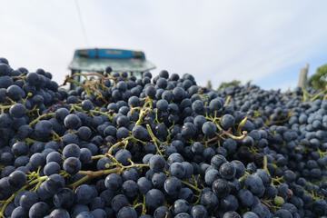 Winery