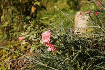 Photo 44