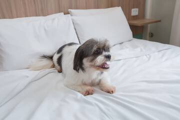 Pet-friendly amenities