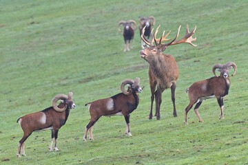 Game viewing