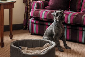 Pet-friendly