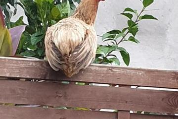 Photo 44