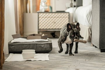 Pet-friendly amenities