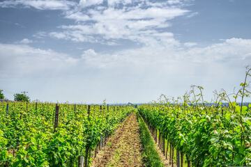 Winery