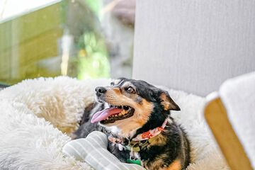 Pet-friendly