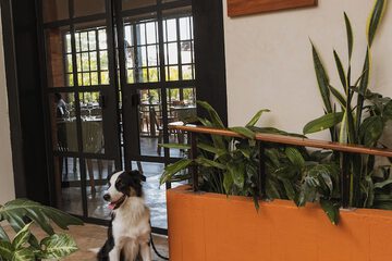 Pet-friendly
