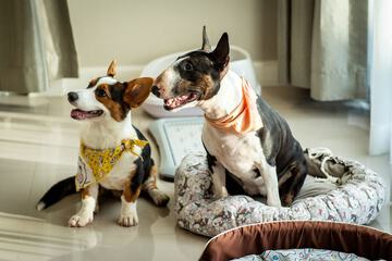 Pet-friendly