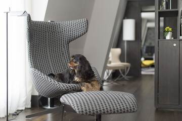 Pet-friendly