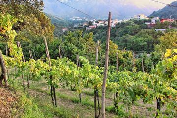 Vineyard