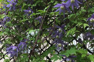 Photo 30