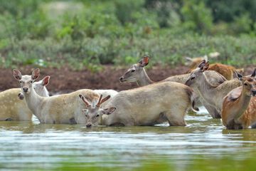 Game viewing