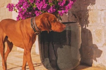 Pet-friendly