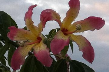 Photo 51