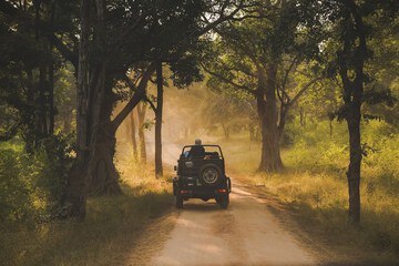 Safari
