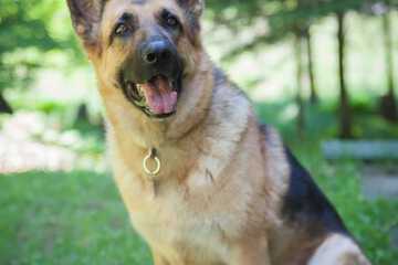 Pet-friendly amenities