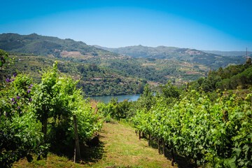 Mountain view