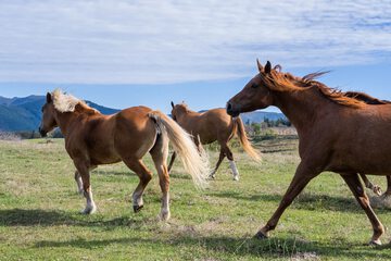 Horseback riding