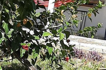 Photo 36