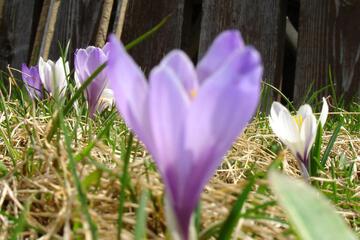 Photo 28