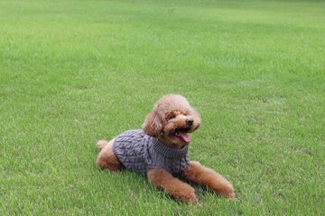 Pet-friendly amenities