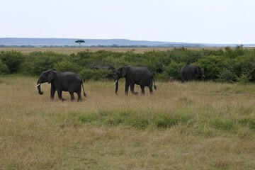 Game viewing