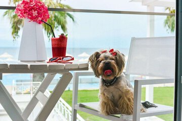 Pet-friendly