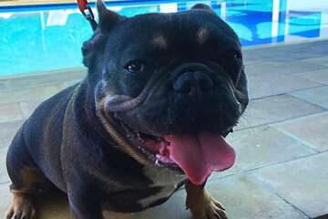 Pet-friendly amenities