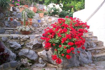 Photo 36
