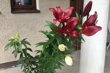 Photo 34