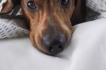 Pet-friendly