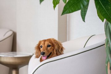 Pet-friendly