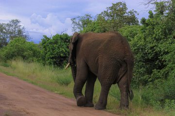 Game viewing