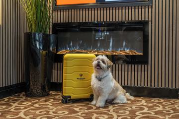Pet-friendly