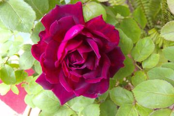 Photo 62