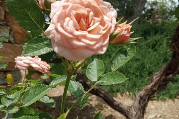 Photo 66