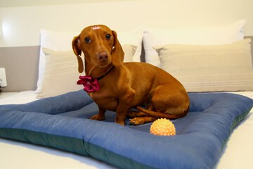 Pet-friendly