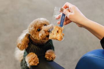Pet-friendly amenities