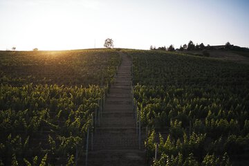 Vineyard