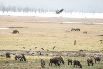 Game viewing