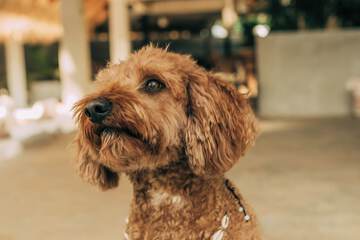 Pet-friendly amenities