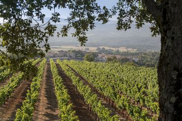 Vineyard