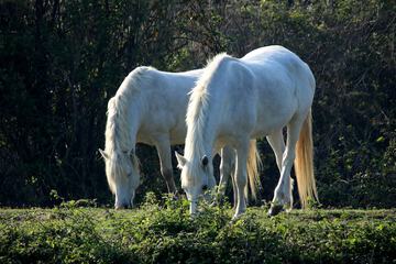 Horseback riding