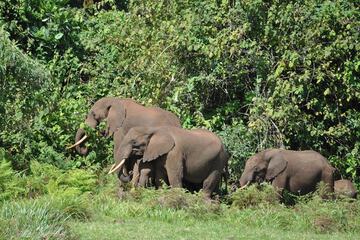 Game viewing