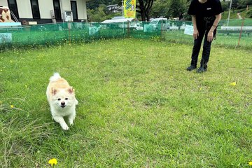 Pet-friendly amenities