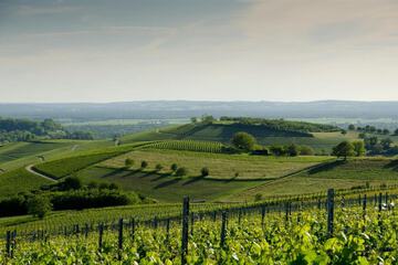 Vineyard