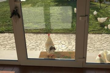 Photo 43